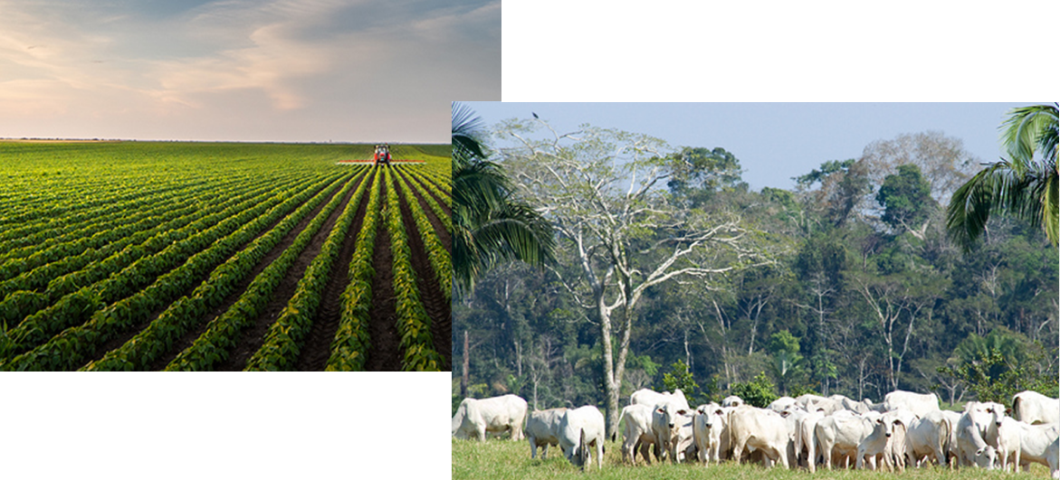 Farms and Ranches for sale Brazil rebcag